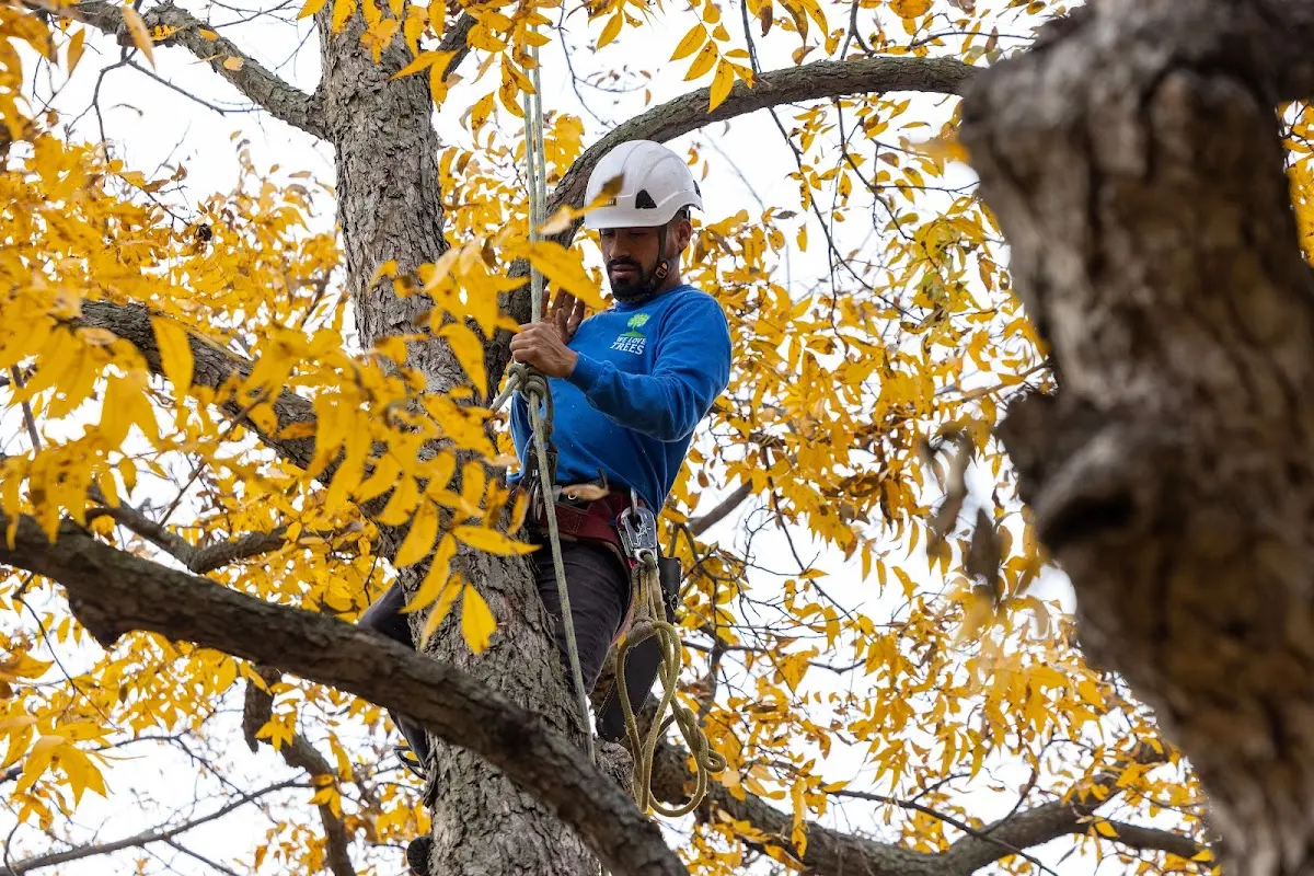 Skilled Emergency Tree Service crew working in Saint Clair