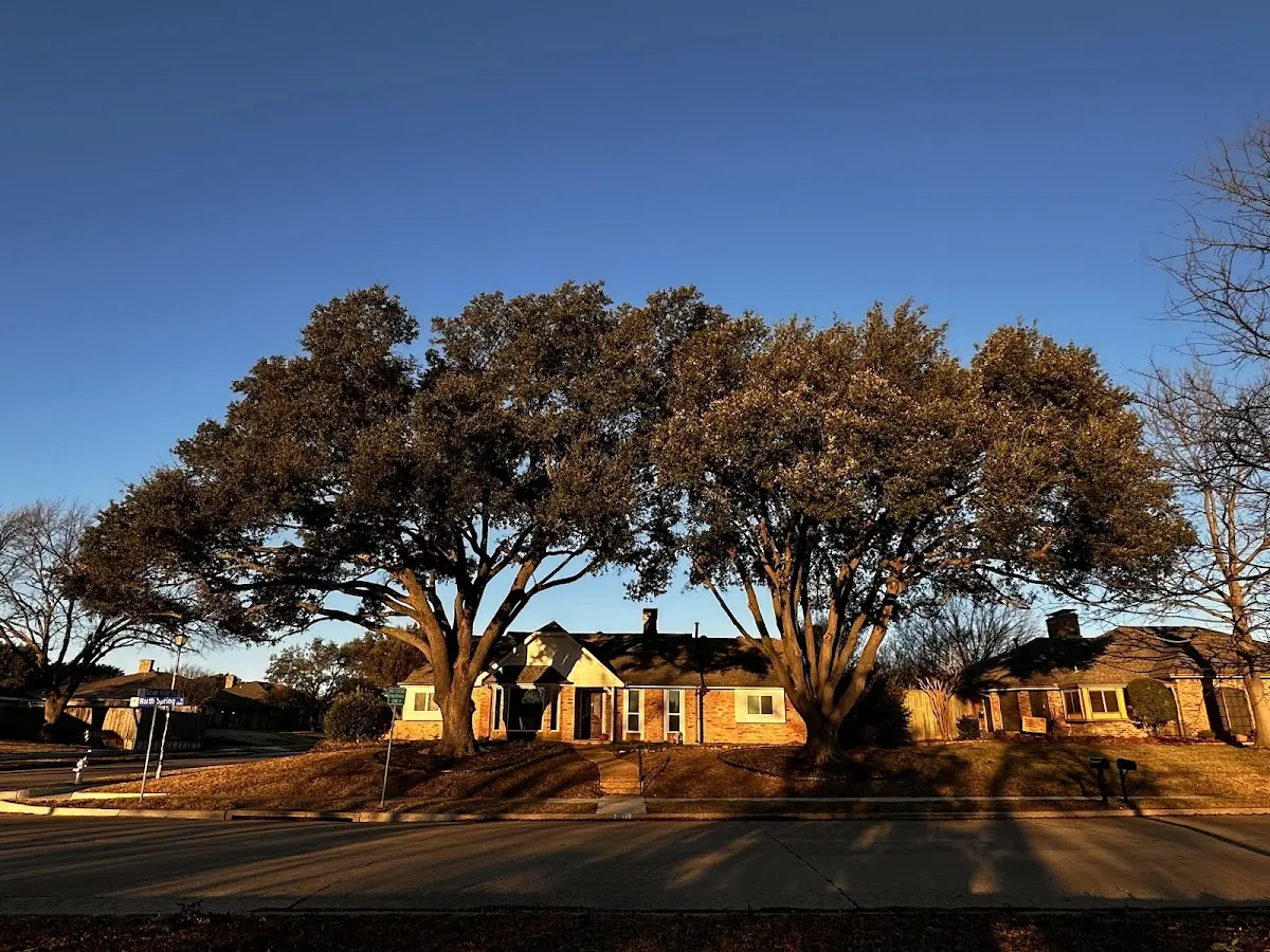 Established residential canopy tree shading a home in Saint Clair